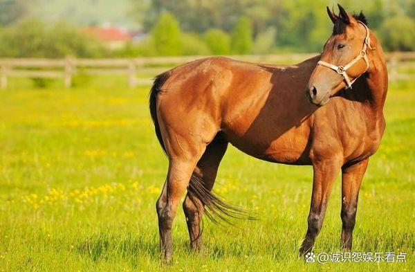 2024今晚新奥门马出什么,全身心解答具体_EPB50.543掌中宝