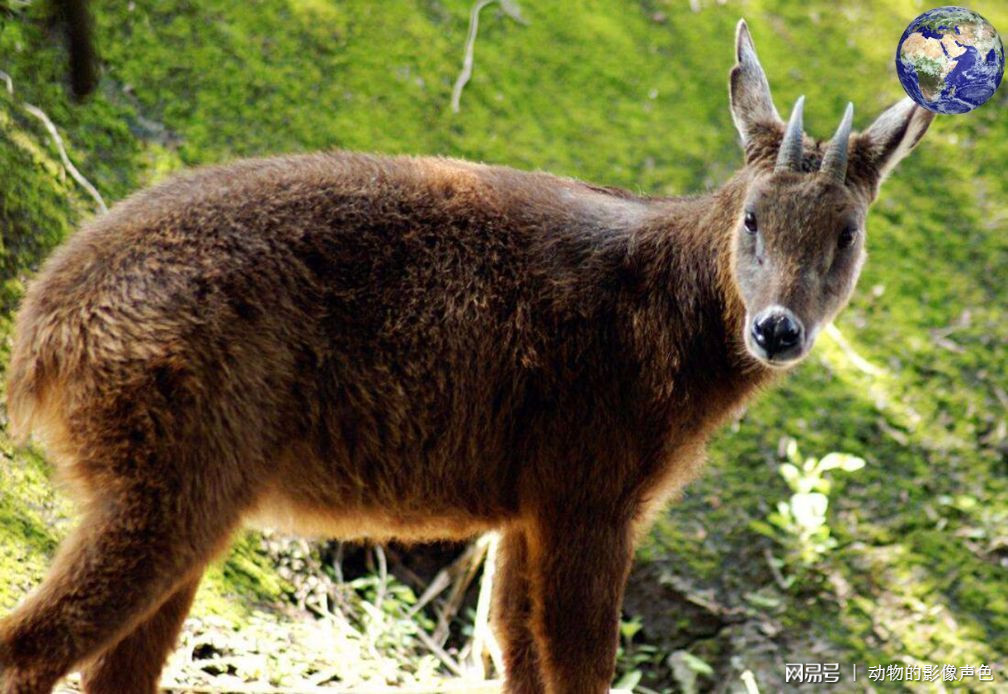 四不像特马图今晚必出,平衡执行计划实施_ZIX50.918原型版