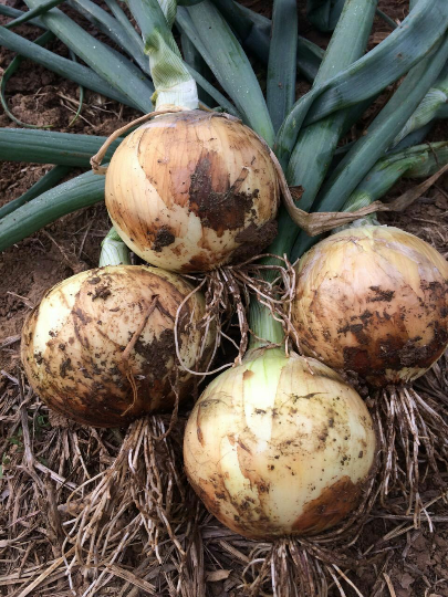 黄皮洋葱最新价格揭秘,友情与物价交织的温情故事