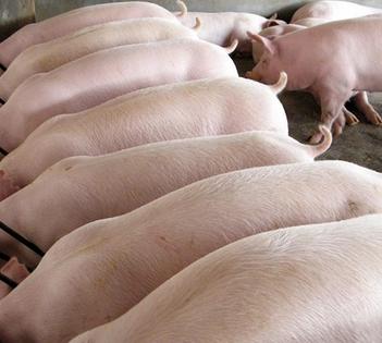 肉鸡最新防疫程序,小明的防疫之旅与友情故事揭秘