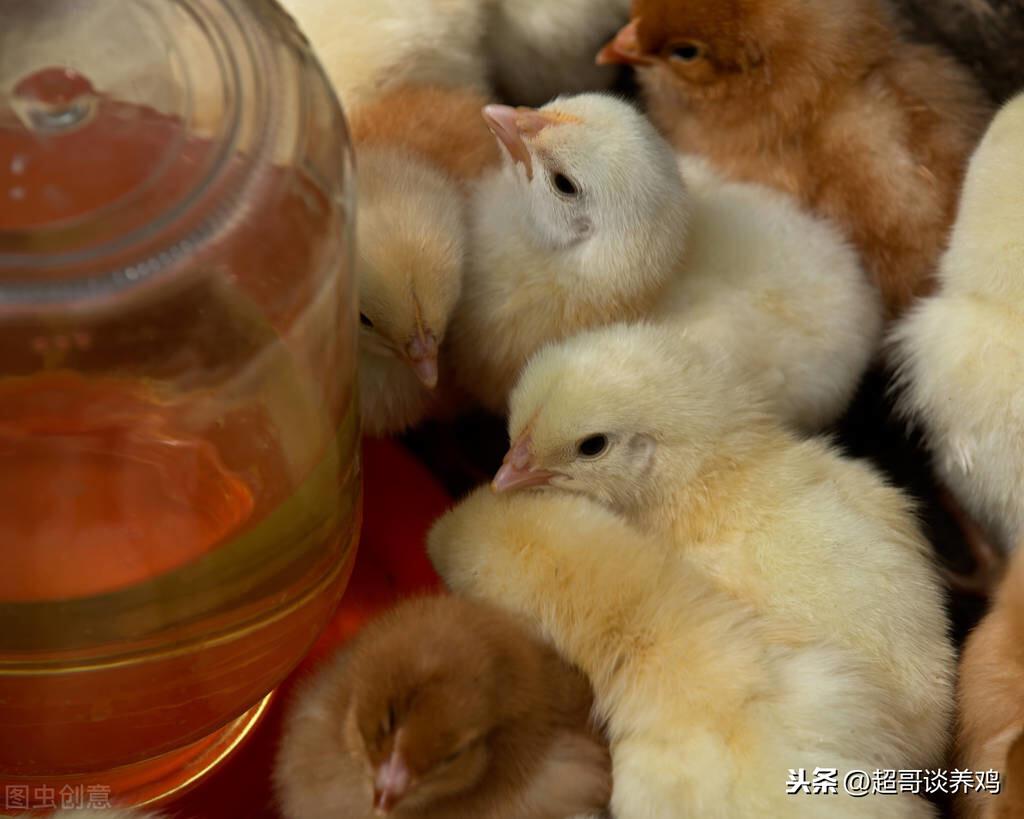 肉鸡最新防疫程序,小明的防疫之旅与友情故事揭秘