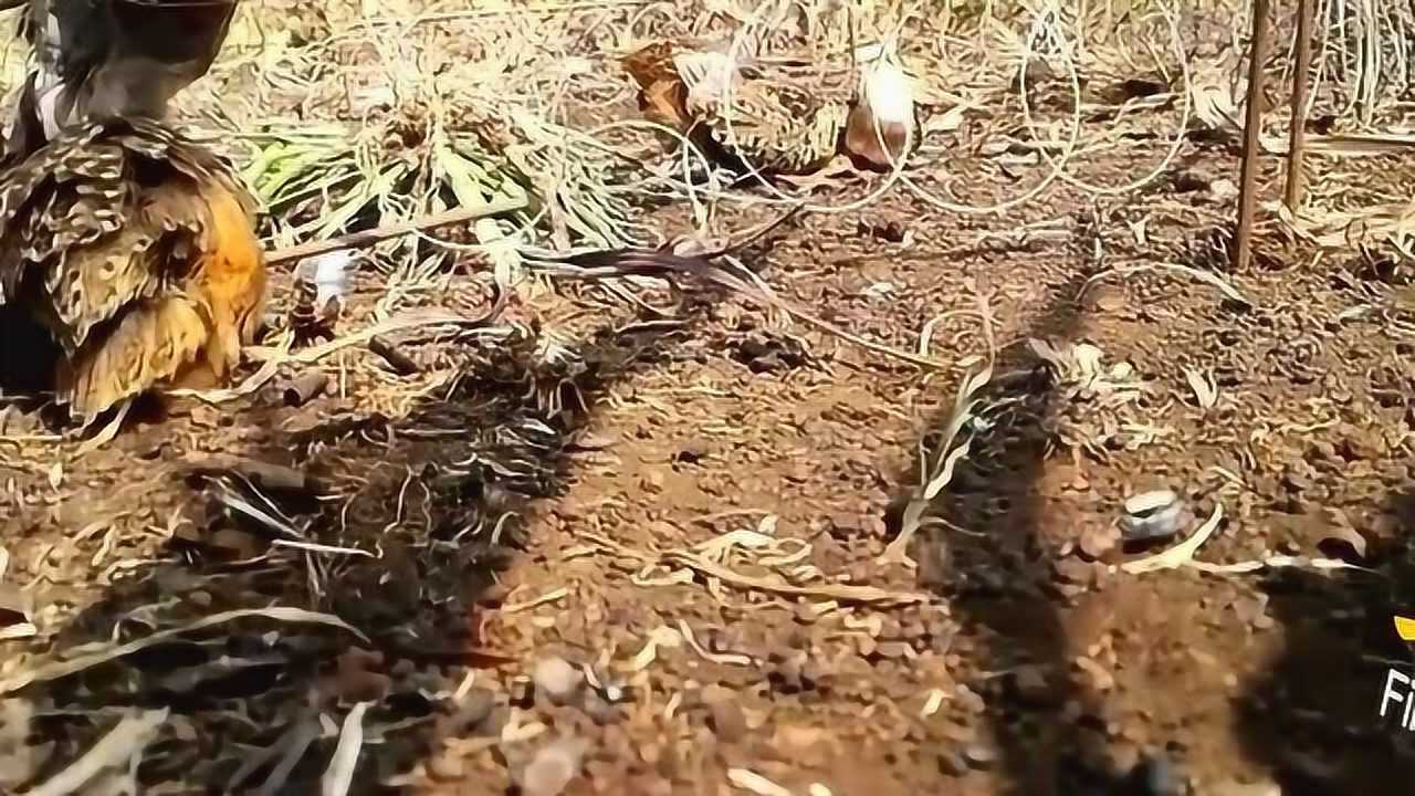 手把手教你最新捉鹌鹑技巧,最新捉鹌鹑视频分享!