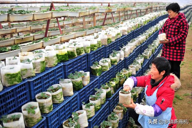 最新农业致富信息概览,农业发展的财富机遇🌱🌾