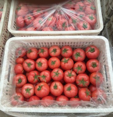 阳泉西红柿最新价格动态,变化中的学习带来自信与成就感