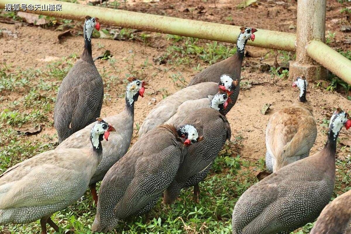 探索特种养殖新世界,开启未知财富之门!