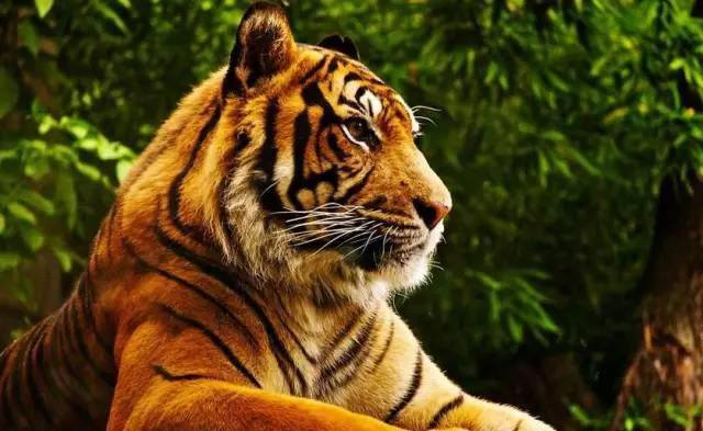 白老虎版玄机资料大全免费,持续性实施方案_JDS99.160交互式版