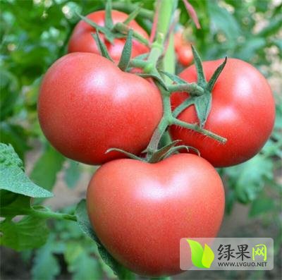 山东西红柿价格动态,学习变化,成就自信与梦想之路