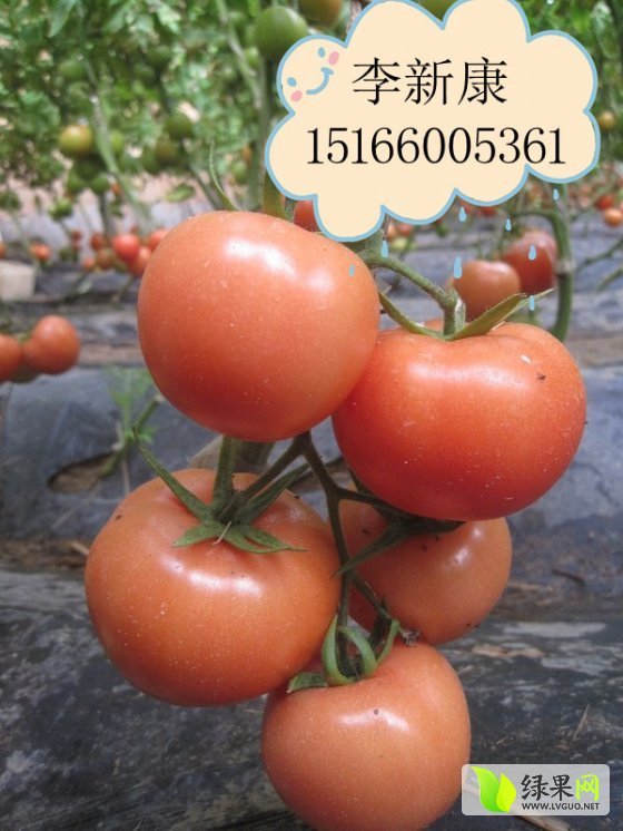 山东西红柿价格动态,学习变化,成就自信与梦想之路