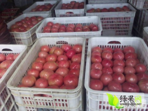 山东西红柿价格动态,学习变化,成就自信与梦想之路