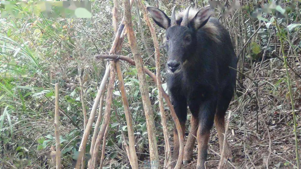 四不像正版免费资料查询,数据整合解析计划_OHU79.902艺术版