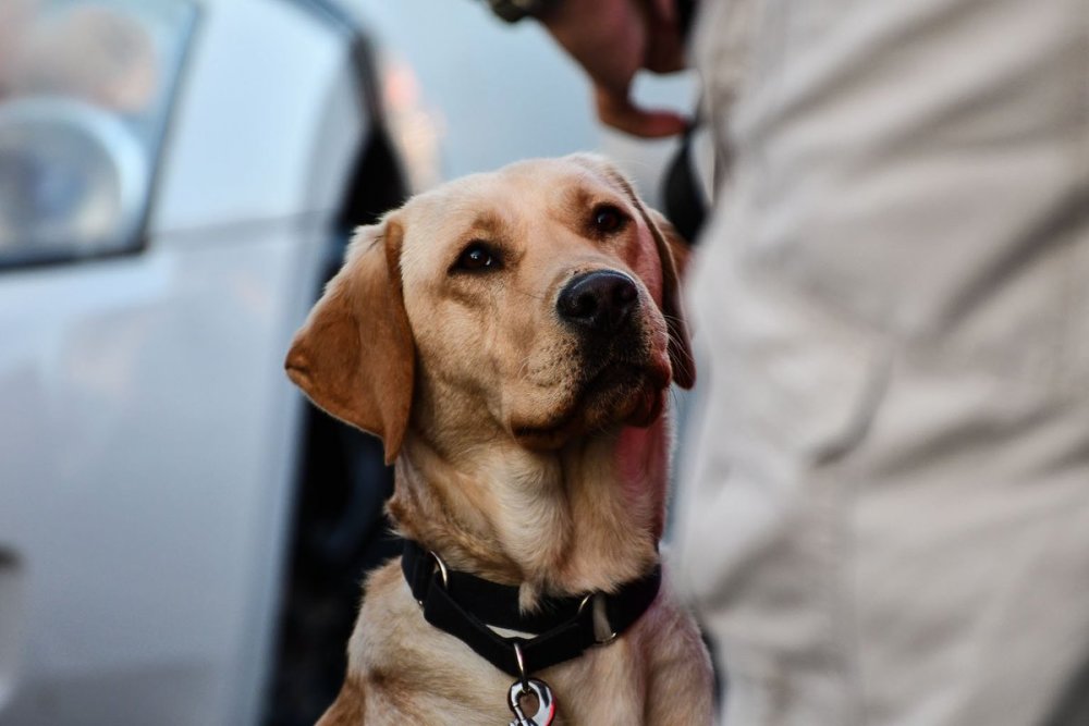 2024最新奥马免费资料四不像,快速问题解答_IRY79.322妹妹版