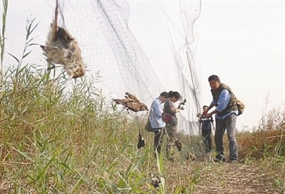 最新捕鸟神器,与自然美景的浪漫遨游之旅