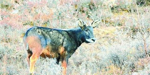 澳门四不像图片大全2024年,数据导向计划_MJP79.962快速版