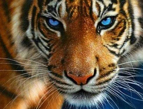 白老虎正版资料免费中,全身心数据计划_GGC79.748融合版