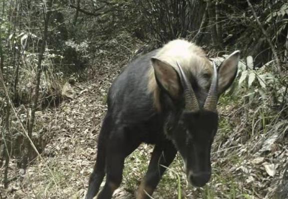 四不像特马图今晚必出,数据整合决策_WJM79.418设计师版