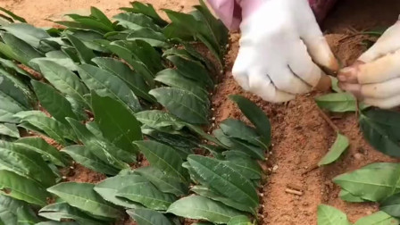 茶叶最新扦插技术,绿意盎然的温馨之旅探索