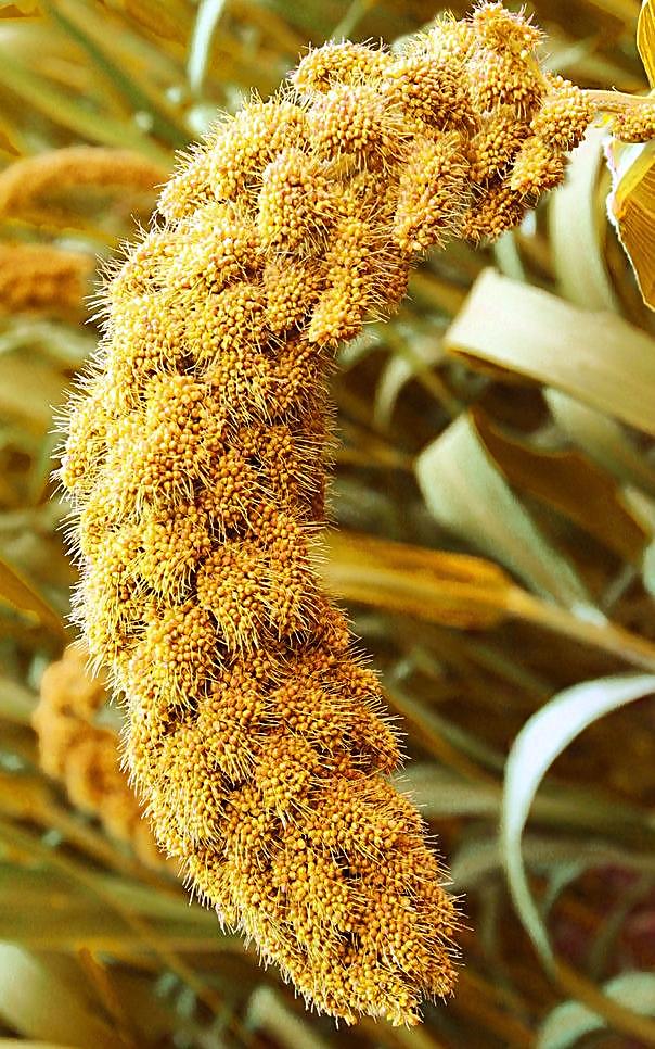 谷孑最新价格及市场走势分析与预测