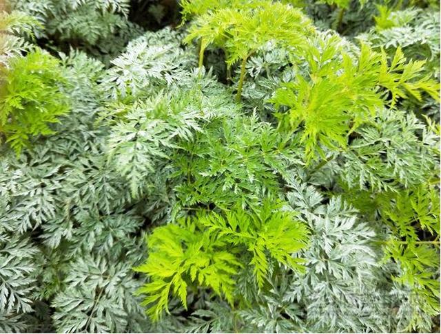 现货川芎价格最新动态，寻找内心平静的旅程