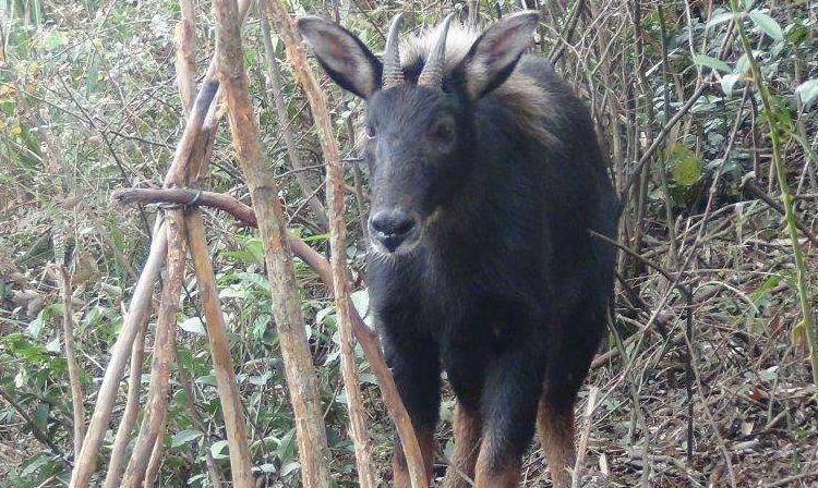 新澳四不象,执行验证计划_HYD93.577便签版