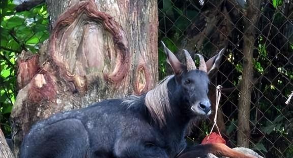 新澳四不象,执行验证计划_HYD93.577便签版