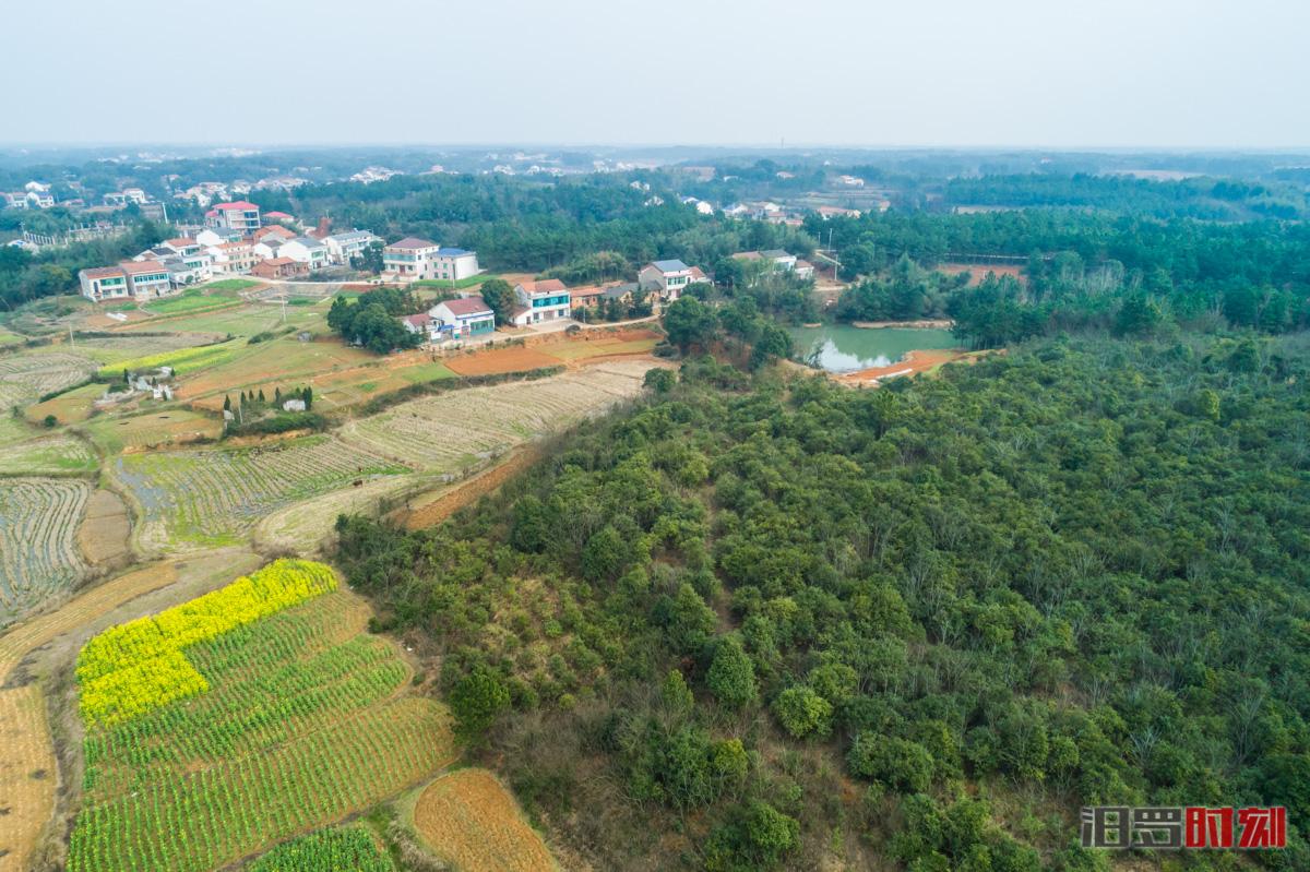 玉林药材市场最新动态,价格变化中的学习之路与自信成就之源