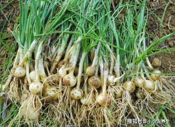 汽车饰品的销售 第476页