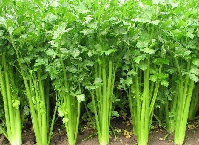 新奥天天开奖大全三中三,社会责任实施_XQN97.312高端体验版