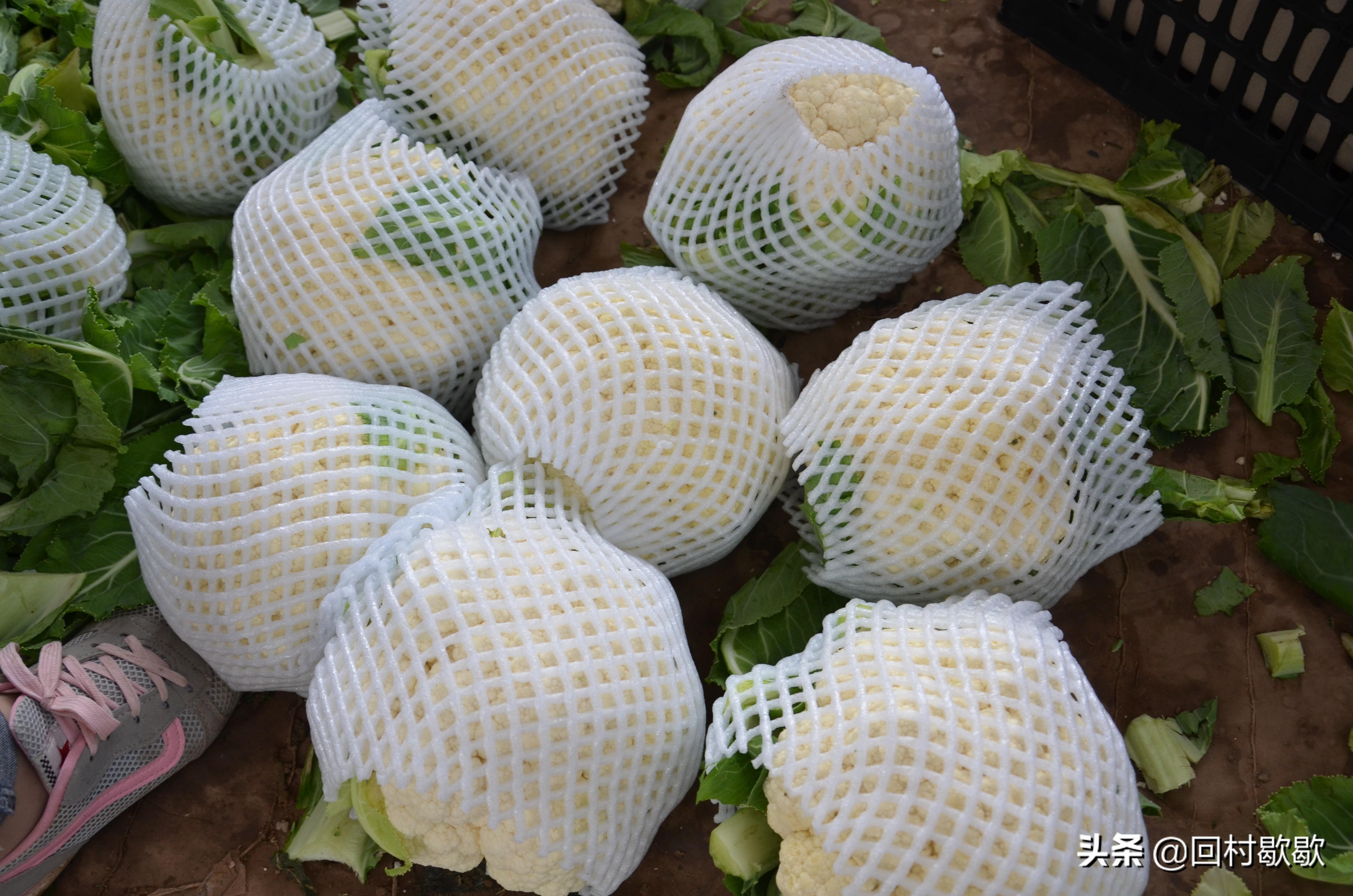 科技助力洞悉新蒜薹价格行情与市场脉动