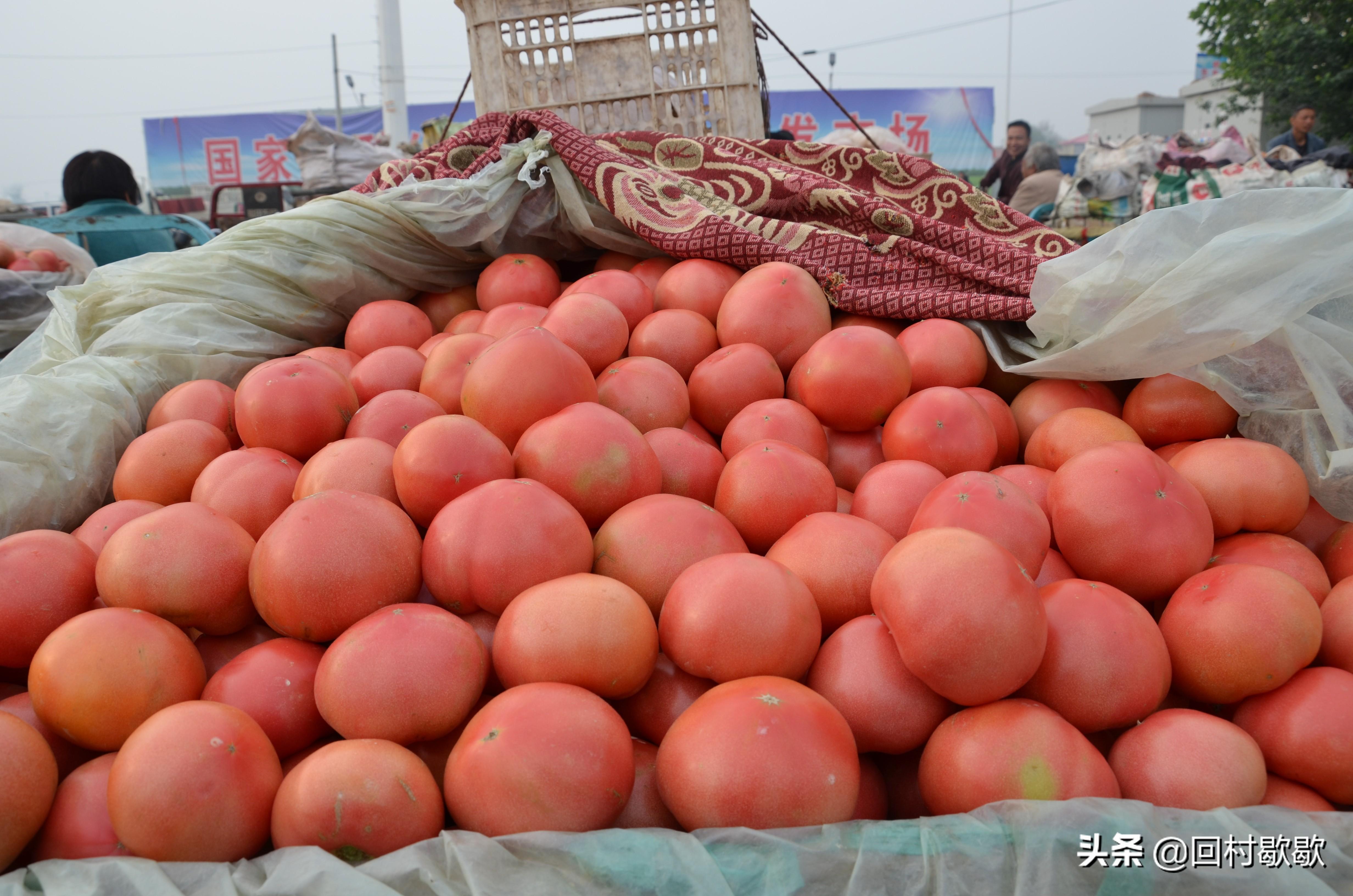 科技助力洞悉新蒜薹价格行情与市场脉动