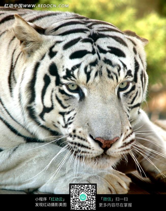 2024年白老虎免费公开,动态解读分析_PYB58.370创意设计版