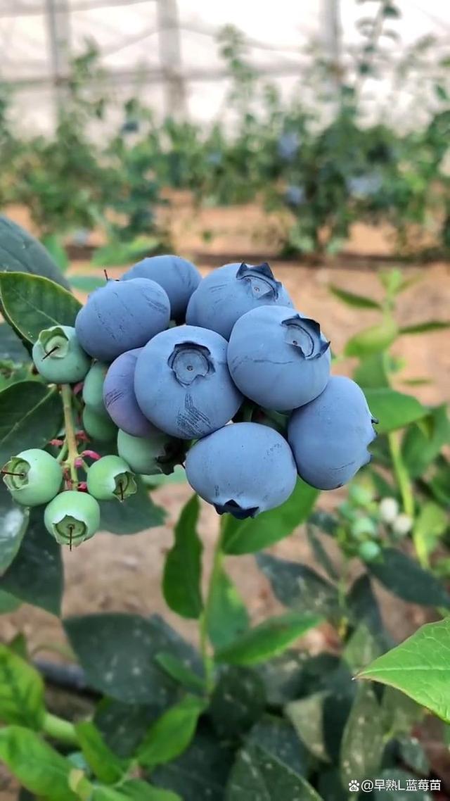蓝莓新品种探寻之旅,自然美景与内心平静的邂逅