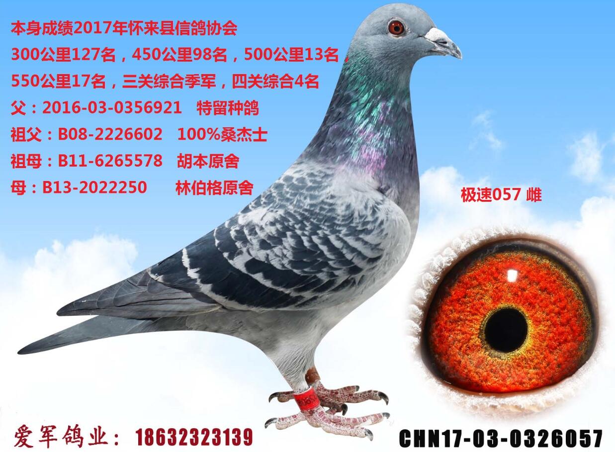 赛鸽林引领前沿科技，探索未来生活新境界