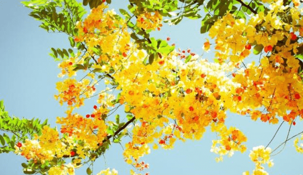 澳门正版资料大全资料生肖卡,全身心解答具体_颠覆版13.862