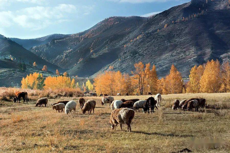 最新牧羊人,小巷深处的独特风味之旅