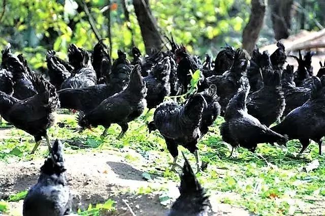 科技之光下的养鸡明星,新型家禽养殖体验之旅