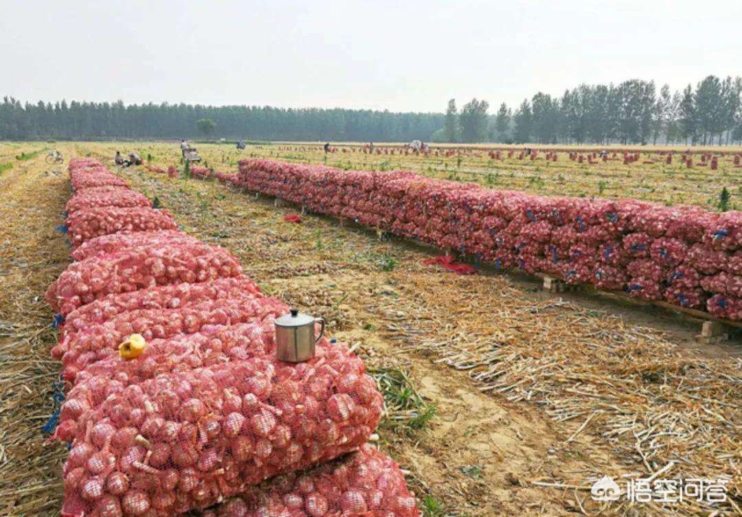 今日大蒜价格最新行情及分析概览