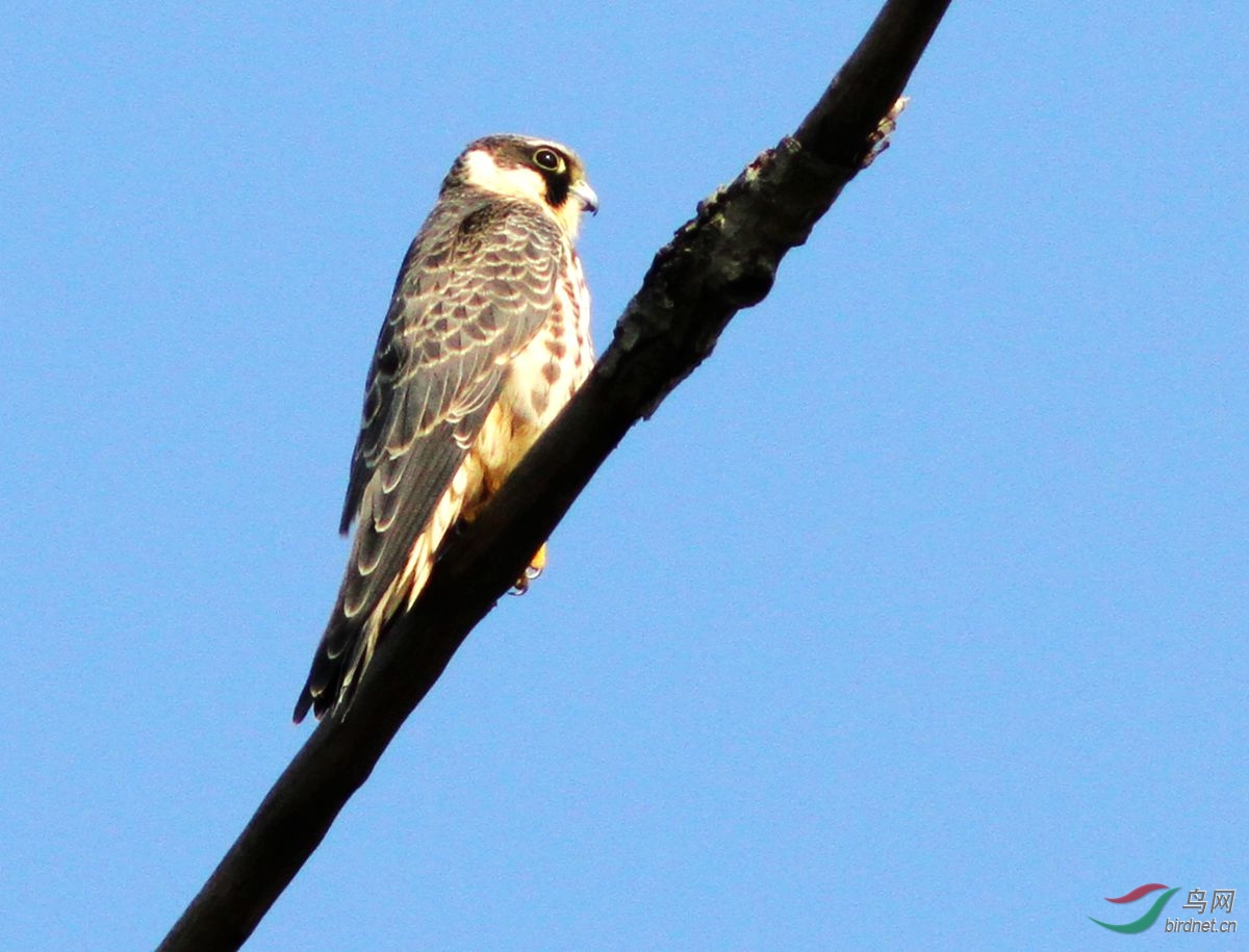 燕隼价格揭秘,自然之旅与内心平静的追寻