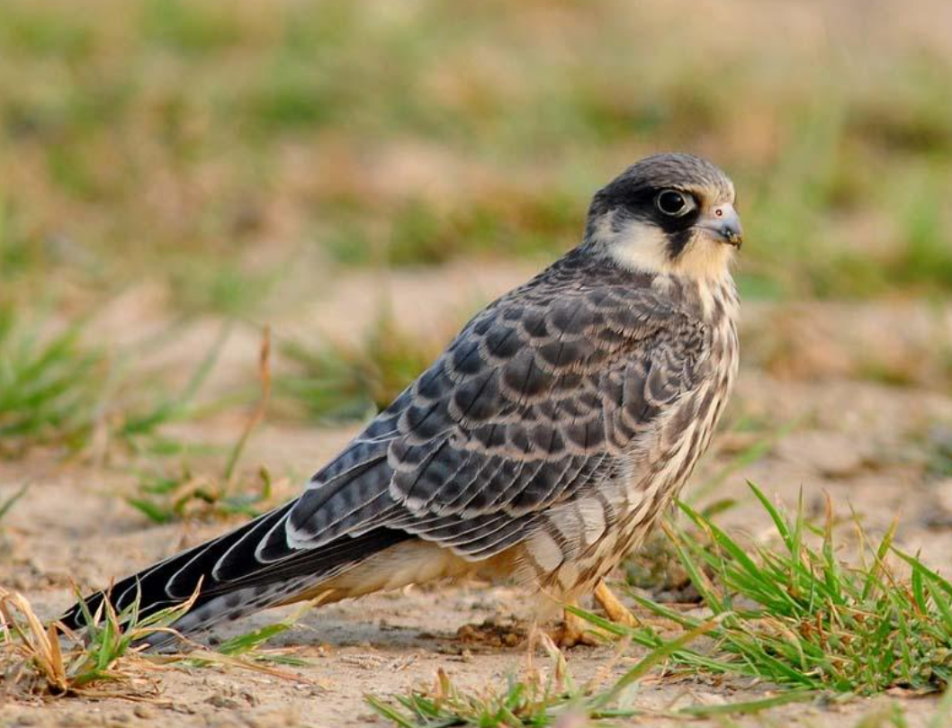 燕隼价格揭秘,自然之旅与内心平静的追寻