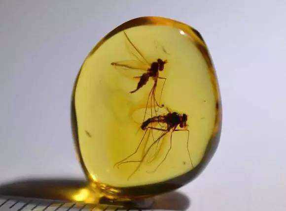 虫珀的价格,虫珀的价格与一段温馨的友情故事