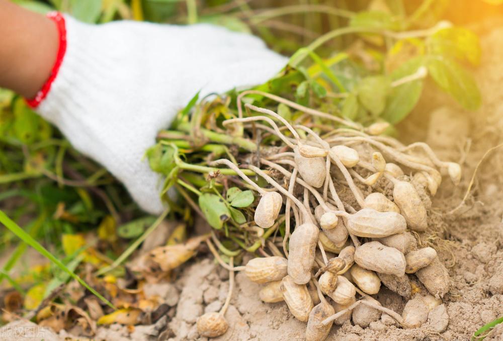 河南花生价格最新动态更新