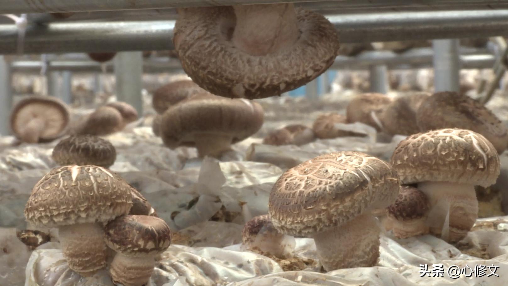 『神奇蘑菇世界开启,带你领略菇上市的魅力!』