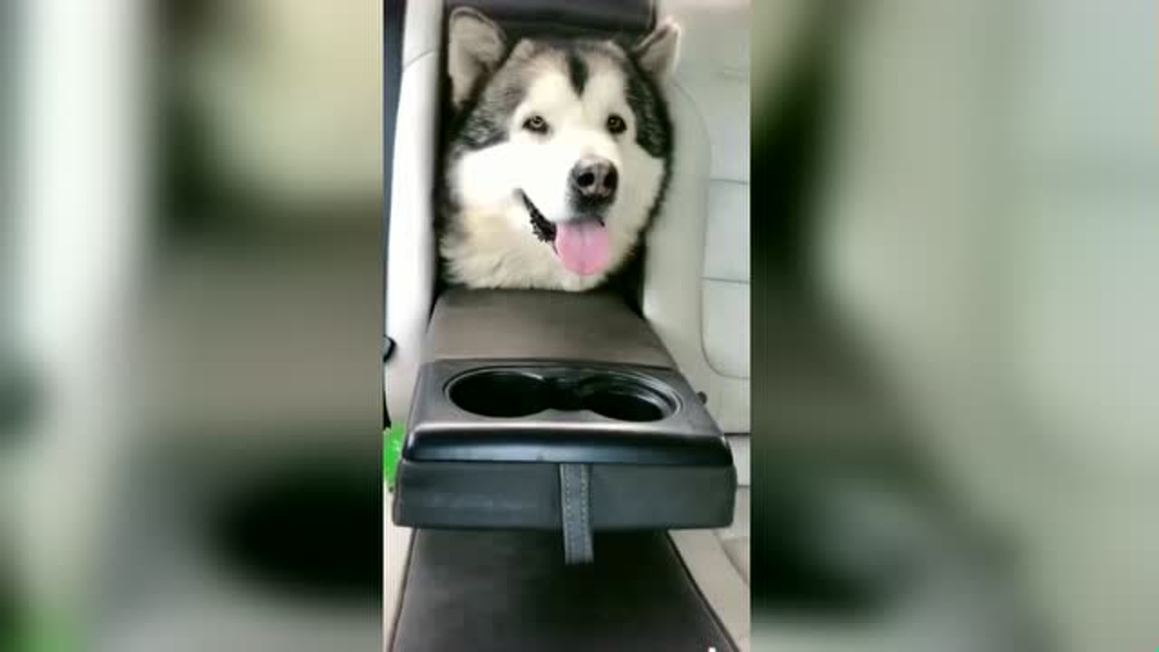 揭秘最新爱宠魅力,无法抗拒的萌宠大集结