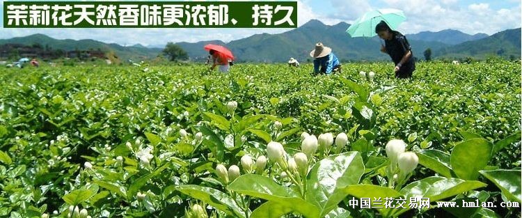 茉莉新款上市,瞬间心动的时尚魅力!✨