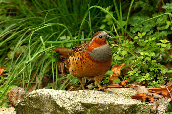 最新春季竹鸡捕捉教程，掌握技巧，收获满满