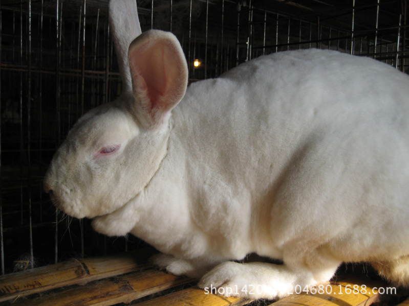 塔兔最新售价,引领时尚潮流的不二之选