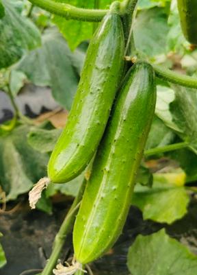 新品上市推广方案,策略与实践结合之道