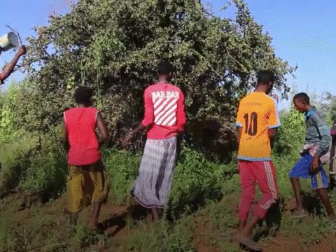 蝗虫动态报道,沙漠与草原的威胁及应对之策