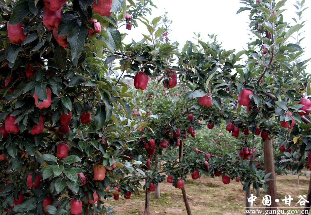 CCTV1最新新闻聚焦,温馨小城日常趣事与深厚友情的暖心报道