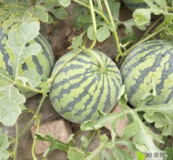 东台西瓜最新行情揭秘,小巷甜蜜的秘密探索