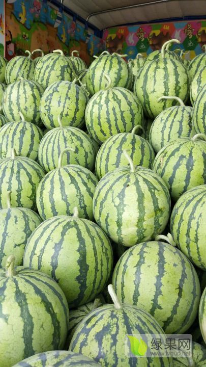 东台西瓜最新行情揭秘,小巷甜蜜的秘密探索